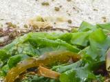 Grünalgen P1490607-Meersalat.jpg