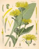 Koehler_Inula_1887-PS.jpg