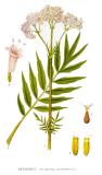 60_Valeriana_officinalis-PS.jpg