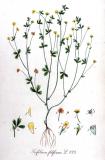 Faden-Klee-Trifolium-filiforme-Kops.jpg