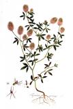 Hasen-Klee-Trifolium-arvense-Kops.jpg
