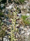 Scrophularia_canina_ssp_hoppii_002-PS.jpg