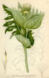 Kohldistel-Cirsium-oleraceum-Lindman.jpg
