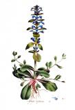 Kriechender-Guensel-Ajuga-reptans-Kops.jpg