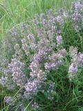 Thymus_pannonicus_agg._sl_1-PS.jpg