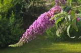 20240714_083119-Schmetterlingsflieder_Buddleja_davidii_PS.jpg