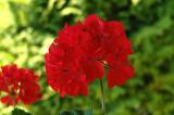 Pelargonium_zonale-PS.jpg