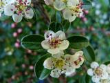 .Cotoneaster_dammeri_fleurs__1_-PS.jpg