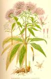 Eupatorium_cannabinum_nf_PS.jpg