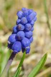 Traubenhyazinthe P1940626-Kleine-Traubenhyazinthe.jpg