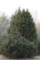 Zypressengewächse P1280630GewoehnlicherWacholder.jpg