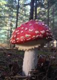 Pilze Fliegenpilz__Amanita_muscaria_.jpg.jpg