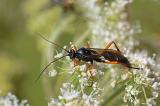 Schwarze-Schlupfwespe-_Pimpla-rufipes_-Pfaffenwinkel--PS.jpg