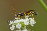 96305848-1Ichneumon_sarcitoriusNSGKis20240704M-PS.jpg