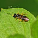 Birnengespinst-blattwespe OK118078029BirnengespinstblattwespeNeurotoma-saltuum2025-05-14AIC-PS.jpg