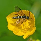 Getreide-Halmwespe 92126574Getreide-HalmwespeCephus-pygmeus-AIC2024-05-26-PS.jpg