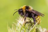Feld-Kuckuckshummel 604_2012_Feld-Kuckuckshummel.jpg