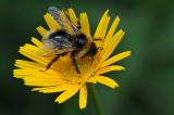 Wald-Kuckuckshummel Wald-Kuckuckshummel-Bombus-sylvestris-Lechauen-PS.jpg