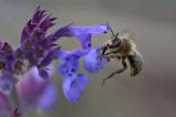 _DSC4959Wald-Pelzbiene_Anthophora-furcata_M_12_06_2024_Augsburg_Baerenkeller_Robert_Thierbach-PS.jpg