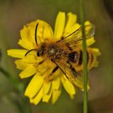 Braunbürstige Hosenbiene OK122703928Braunbuerstige_HosenbieneDasypoda-hirtipes2025-06-17Sylt-PS.jpg