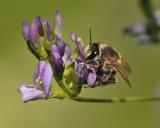 Luzerne-Sägehornbiene _DSC8258Luzerne-Saegehornbiene_Melitta-leporina_W_23_07_2024_Augsburg_Baerenkeller_Robert_Thierbach-PS.jpg