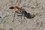 Gemeine Sandwespe 81099577GemeineSandwespeAmmophila-sabulosa-NesteingangAIC2023-09-02-PS.jpg