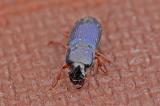 Harpalus-rubripes-Lichti-2024-06-11-Glon-PS.jpg