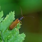 OK121648783Rhagonycha-lignosa2025-06-11-PS.jpg