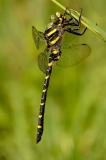 Quelljungfern Zweigestreifte-Quelljungfer-6-PS.jpg