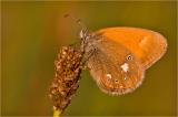 Augenfalter 702_8170-Rostbr-Wiesenvoegelchen.jpg