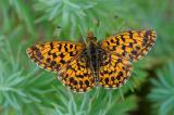 Magerrasen-Perlmutterfalter-Boloria-dia-Ries-_3_-PS.jpg