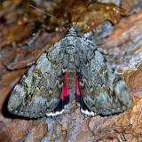 Weidenkarmin 134423212WeidenkarminCatocala_electa2025-09-03NSGStawaA-PS.jpg