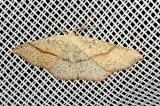 Cyclophora-punctaria-PS.jpg