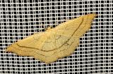 Cyclophora_linearia-PS.jpg