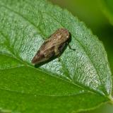 Erlenschaumzikade 96227852ErlenschaumzikadeAphrophora-alniKISS20240705.jpg