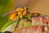 502_4489-Dungfliege.jpg