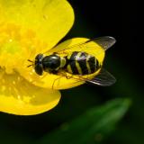 Gestreifte Waldschwebfliege OK121648418Gestreifte-WaldschwebfliegeDasysyrphus-albostriatusW2025-06-11Sylt-PS.jpg