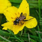 Keulen-Grashalmschwebfliege OK121389133Tropidia-scitaM2025-06-09Sylt-Morsum-Kliff-PS.jpg