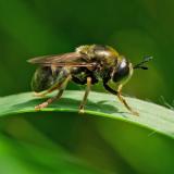 Microdon devius 120621365Microdon-deviusW2025-06-04NSGKissH-_2_-PS.jpg