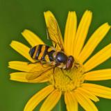 Schmale Breitbauchschwebfliege 97061886Didea-intermediaKISS20240705M-PS.jpg