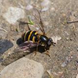 Waldschneisen-Schwebfliege 114681774Megasyrphus-erraticusW2025-04-19LkrAic-PS.jpg