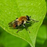 Wollhaarige Pelzschwebfliege OK118672790WollhaarigePelzschwebfliegeCriorhina-floccosaM2025-05-09AIC-PS.jpg