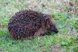 Igel 001_3050-Igel.jpg