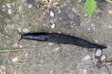 Schwarze-Wegschnecke-_Arion-ater_-Pfaffenwinkel-PS.jpg