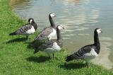 Weißwangengans DSCF1842-Weisswangengans_Trupp.jpg