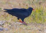 Alpenkraehe_1-PS.jpg