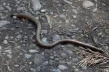 P1480468Blindschleiche.jpg