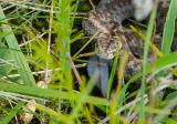 Schlangen P1530533-Kreuzotter.jpg