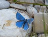 Bläulinge P1460311-Himmelblauer-Blaeuling.jpg