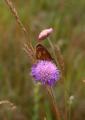 Brauner Waldvogel 17D02011BraunerWaldvogel.jpg